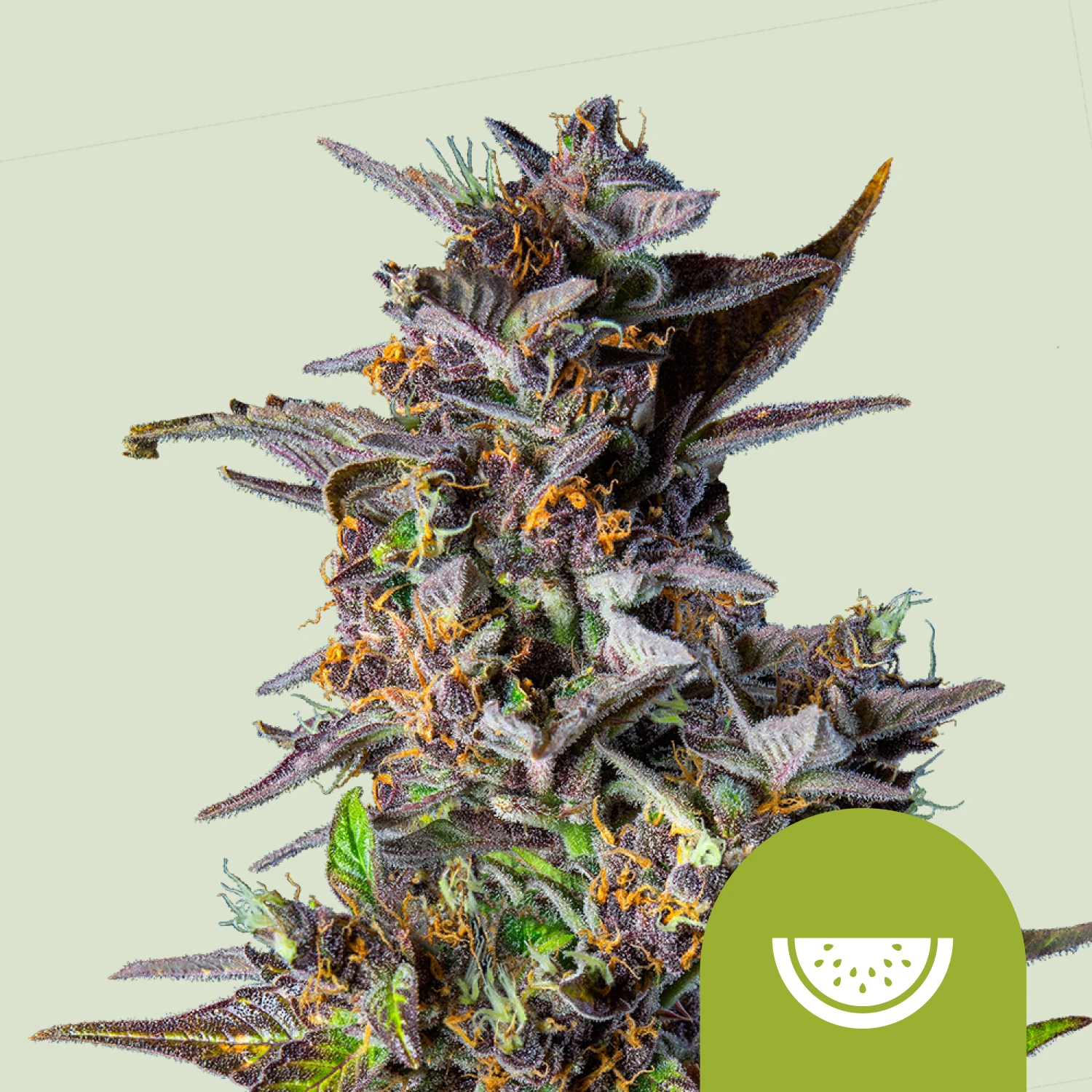RQSAUT03028 - ROYAL QUEEN SEEDS - WATERMELON AUTOMATIC FEM (USA PREMIUM) | 3 GRAINES