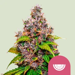 RQSFEM003066 - ROYAL QUEEN SEEDS - WATERMELON FEM (USA PREMIUM) | 3 GRAINES