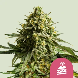 RQSFEMWC003 - ROYAL QUEEN SEEDS - WEDDING CAKE FEM (USA PREMIUM) | 3 GRAINES