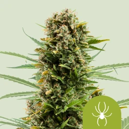 RQSAUT03014 - ROYAL QUEEN SEEDS - WHITE WIDOW AUTOMATIC FEM | 3 GRAINES