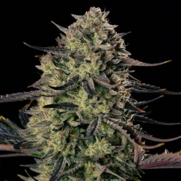 SILSSS-AGXA002-FR - SILENT SEEDS - ALIEN GAS XXL AUTO FEM | 5 GRAINES