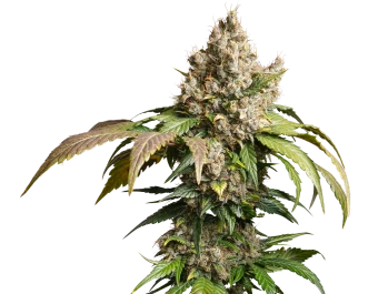 DP15172 - DUTCH PASSION - AUTO RED TROPICANA COOKIES FEM | 7 GRAINES