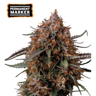 SSTKPMF0003 - SEEDSTOCKERS - MARQUEUR PERMANENT FEM | 3+2 GRAINES