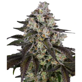 BF2008603 - BARNEY'S FARM - TRAINWRECK FEM | 3 GRAINES