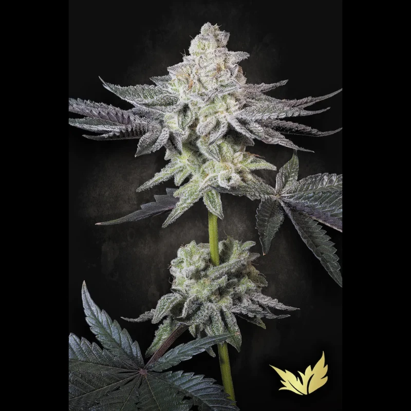 PSEE005 - PARADISE SEEDS - EMERALD ENVY FEM | 5 GRAINES