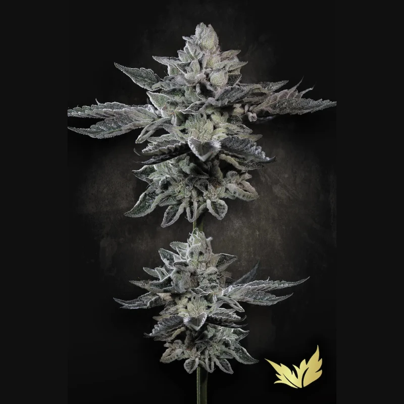 PSGF005 - PARADISE SEEDS - G-FORCE FEM | 5 GRAINES