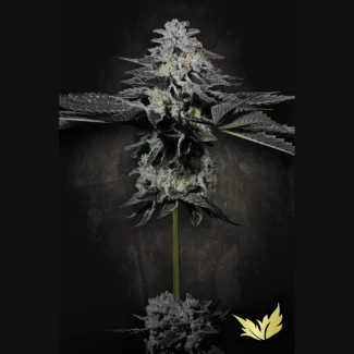 PSTC005 - PARADISE SEEDS - TROPICANA CRUSH FEM | 5 GRAINES