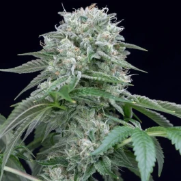 SILS004F03 - SILENT SEEDS - STARFIRE OG FEM | 3 GRAINES