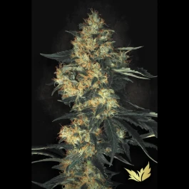 PS0416 - PARADISE SEEDS - ACID FEM | 5 GRAINES