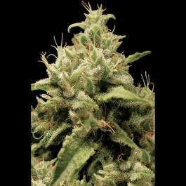 PS0406 - PARADISE SEEDS - OPIUM FEM | 5 GRAINES
