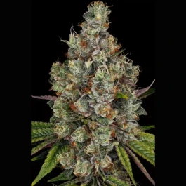 PS0541 - PARADISE SEEDS - RAINBOW ROAD FEM | 3 GRAINES