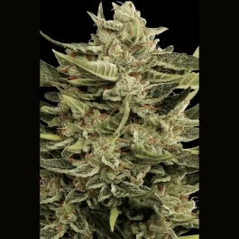 PS0419 - PARADISE SEEDS - VERTIGO AUTO FEM | 5 GRAINES