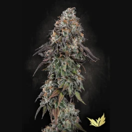 PS0346 - PARADISE SEEDS - WHITE NOISE FEM | 3 GRAINES
