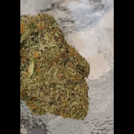 HS037R010 - HUMBOLDT SEED ORGANISATION - 31 GHOSTS REG | 10 GRAINES