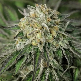 HS034F010 - HUMBOLDT SEED ORGANISATION - AMHEREST SOUR DIESEL FEM | 10 GRAINES