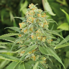 HS018F0010 - HUMBOLDT SEED ORGANISATION - GREEN CRACK 2.0 FEM | 10 GRAINES