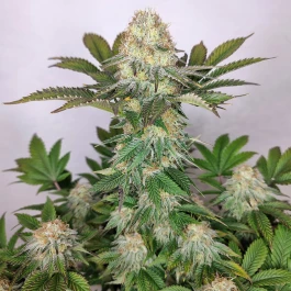 BSBWCF10 - BUDDHA SEEDS - BUDDHA WEDDING CHEESECAKE FEM | BLISTER 1x10 SEEDS