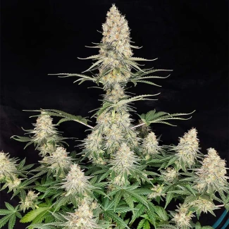 BSBQF5 - BUDDHA SEEDS - QUASAR FEM | BLISTER 1x10 SEEDS