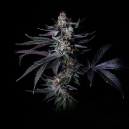 GRTFLIM005-003 - GRATEFUL SEEDS - SATZUMA REVENGE FEM (LIMITED EDITION) | 3 GRAINES