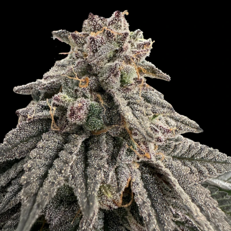 GRTFONE006-005 - GRATEFUL SEEDS - MEAT GRINDER FEM (ONE SHOT EDITION) | 5 GRAINES