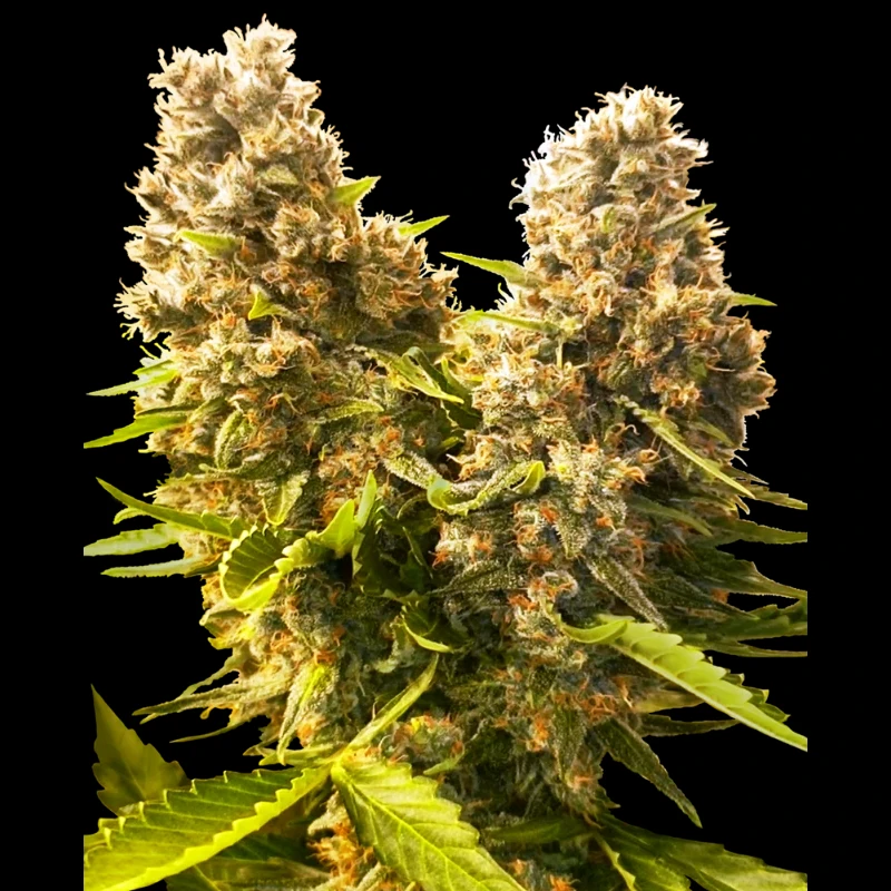 SS1560612 - SENSI SEEDS BANK - BANANA KUSH CAKE AUTO FEM | 3 GRAINES