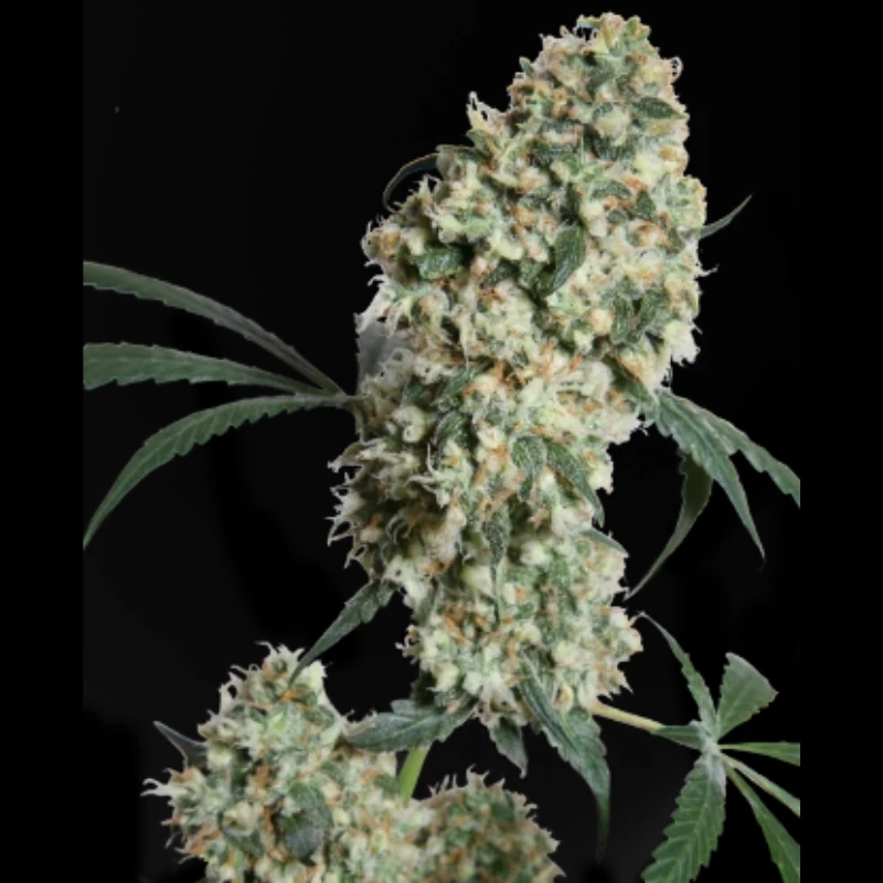SSER2321 - SENSI SEEDS BANK - ED ROSENTHAL SUPER BUD REG | 10 GRAINES