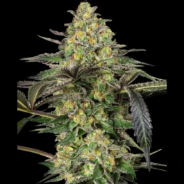 SS1560336 - SENSI SEEDS BANK - GRAPEVINE CANDY FEM | 3 GRAINES