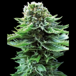 SS1560603 - SENSI SEEDS BANK - NORTHERN LIGHTS AUTO FEM | 5 GRAINES