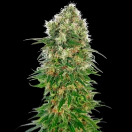 SS1560606 - SENSI SEEDS BANK - SHIVA SKUNK AUTOMATIC FEM | 5 GRAINES