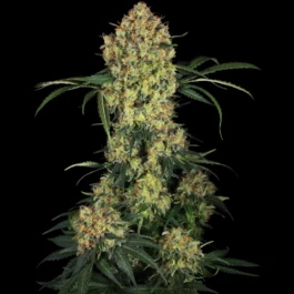 SS1530333 - SENSI SEEDS RESEARCH - ALOHA OG FEM | 3 GRAINES