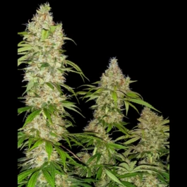 SS1530323 - SENSI SEEDS RESEARCH - BANANA KUSH CAKE FEM | 3 GRAINES