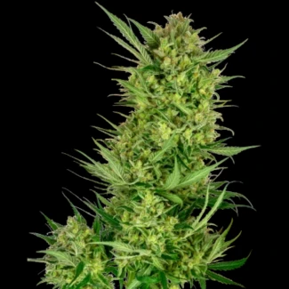 SS1530314 - SENSI SEEDS RESEARCH - BUTTERCREAM ICE CREAM FEM | 3 GRAINES FEMM