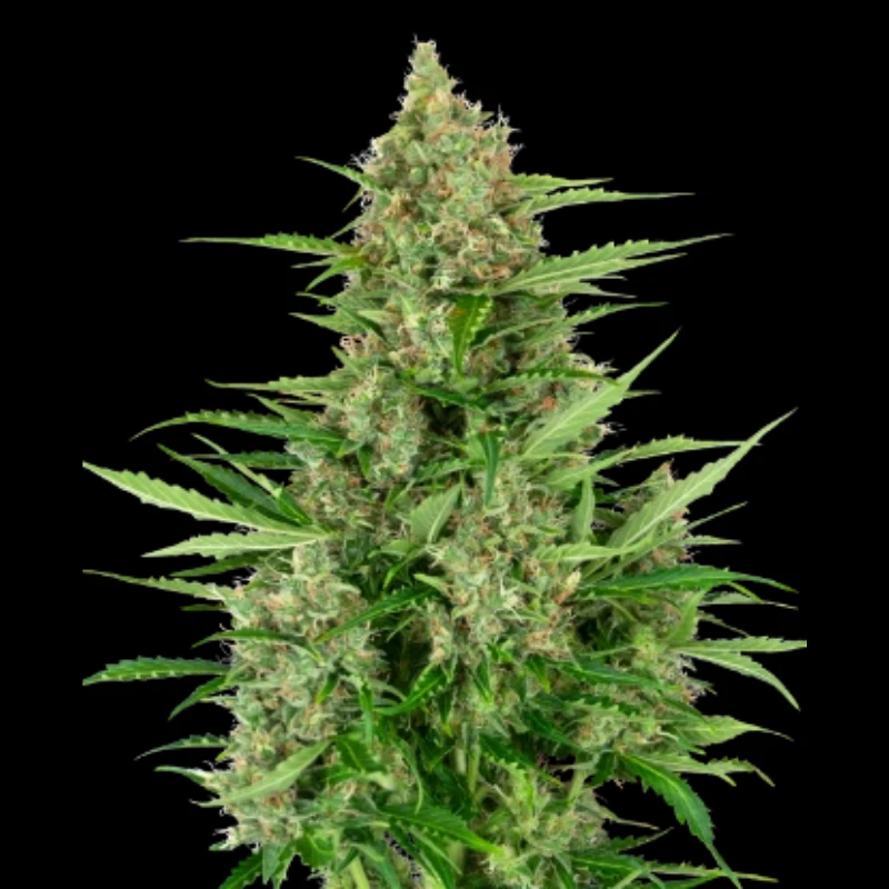 SS1530317 - SENSI SEEDS RESEARCH - DOUBLE KUSH CAKE AUTO FEM | 3 GRAINES