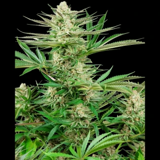 SS1530330 - SENSI SEEDS RESEARCH - MALIBU GOLD OG FEM | 3 GRAINES