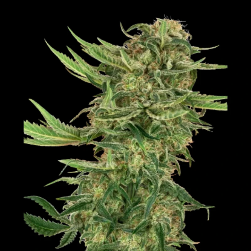 SS1530316 - SENSI SEEDS RESEARCH - N13 KUSH FEM | 3 GRAINES