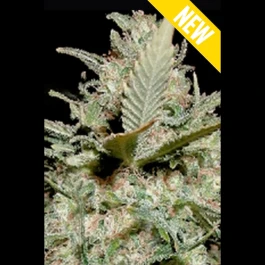 SEX050003 - SEEDSALAD - AUTO VOYAGE XXL FEM | 3 GRAINES