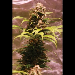 SEX03515PIP - SEEDSALAD - WEDDING FRUIT FEM (USA STRAIN) | 15+5 GRAINES GRATUITES