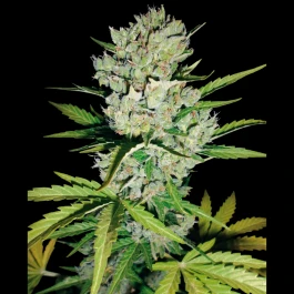 WL1520518 - WHITE LABEL - SUPER SKUNK AUTOMATIC | 5 GRAINES