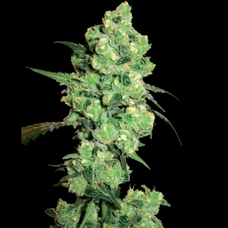 WL1520507 - WHITE LABEL - SUPER SKUNK FEM | 5 GRAINES