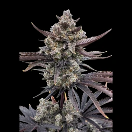 FBS005F9012 - FAST BUDS - BANANA PURPLE PUNCH AUTO RF3 FEM | 5 GRAINES