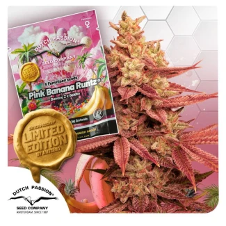 DP15352 - DUTCH PASSION - PINK BANANA RUNTZ FEM (LIMITED EDITION) | 5 GRAINES