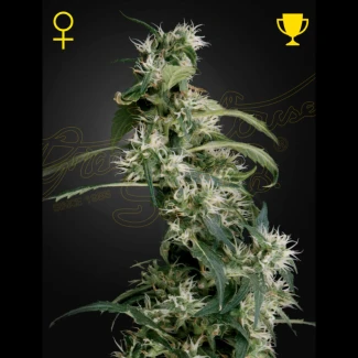 GHAUH25 - GREEN HOUSE SEED CO. - ARJAN'S ULTRA HAZE 2 (MANGO HAZE) FEM | 5 GRAINES
