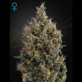 SGFF050016 - GREEN HOUSE SEED CO. - BIG BANG AUTO FEM | 5 GRAINES