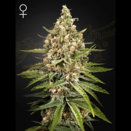 GHSBS05F - GREEN HOUSE SEED CO. - BUBBA SLUSH FEM | 5 GRAINES