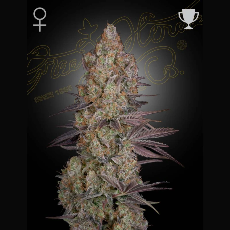 GHEXODF5 - GREEN HOUSE SEED CO. - EXODUS CHEESE FEM | 5 GRAINES