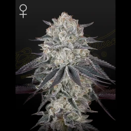 GHFLLGM05 - FRANCO'S FULLGAS! FEM (Ex FULLGAS!) FEM | 5 GRAINES