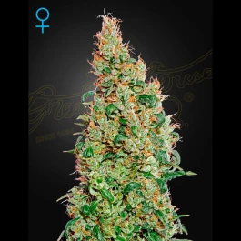 SGFF050001 - GREEN HOUSE SEED CO. - GREEN -O-MATIC AUTOFLORAISON FEM | 5 GRAINES