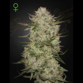 GHHGCLZA03 - GREEN HOUSE SEED CO. - HIGHCLOUDZ AUTO FEM | 3 GRAINES