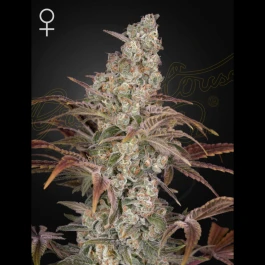 GH8720246571363 - GREEN HOUSE SEED CO. - JACK'S DREAM FEM | 5 GRAINES