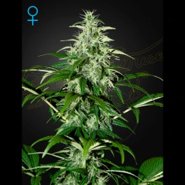 KALAUTOF5-GHS - GREEN HOUSE SEED CO. - KALASHNIKOVA AUTOFLORAISON FEM | 5 GRAINES
